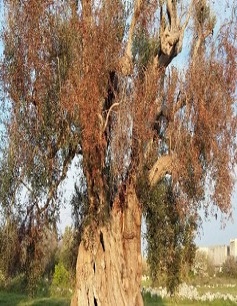 Misure di emergenza per la prevenzione, il controllo e l'eradicazione della xylella fastidiosa