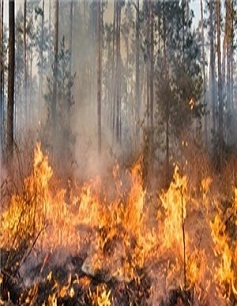 Pubblicati gli elenchi aree percorse dal fuoco anno 2018